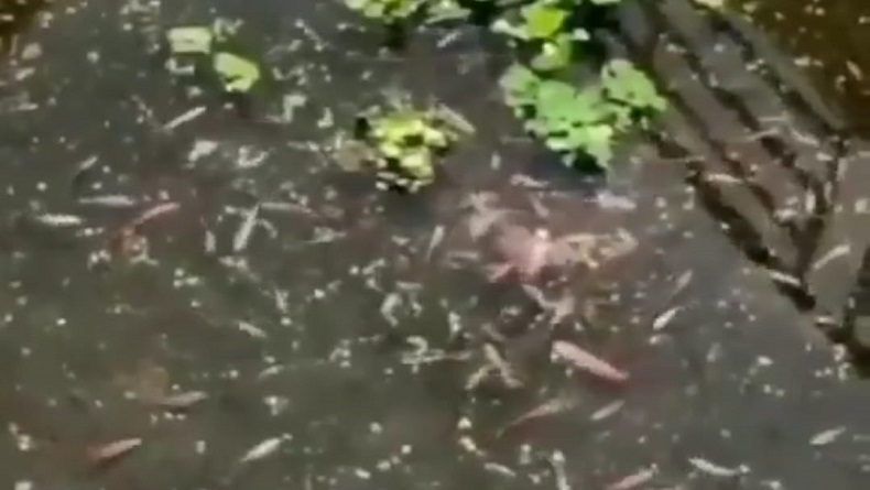 Stadion GBLA Jadi Kolam Ikan, Dispora Kota Bandung Tutup Mulut 