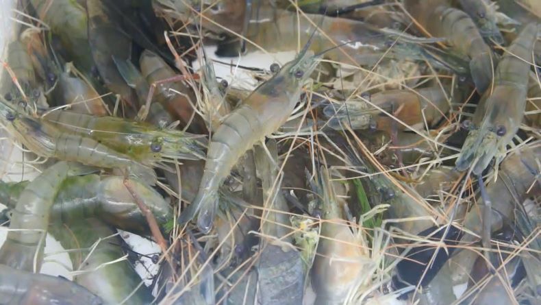 Pulihkan Ekonomi di Masa Pandemi, Bangka Tengah Giatkan Tambak Rakyat