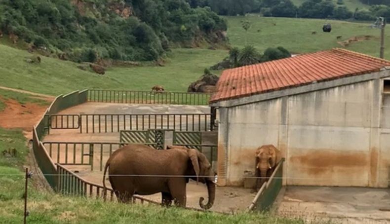Penjaga Kebun Binatang Tewas Setelah Dihantam Belalai Gajah