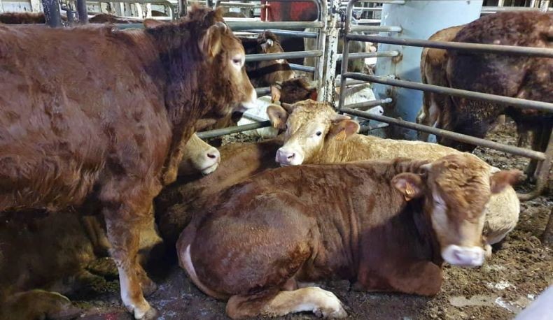 2 Bulan Terombang-ambing di Laut, Ratusan Ekor Sapi Asal Spanyol Terancam Dibunuh