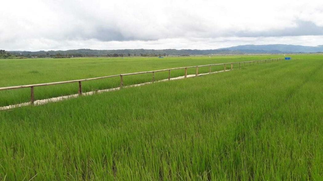 4 Kabupaten di Kalbar Diusulkan Jadi Food Estate, Lahan 5.000 Hektare Disiapkan
