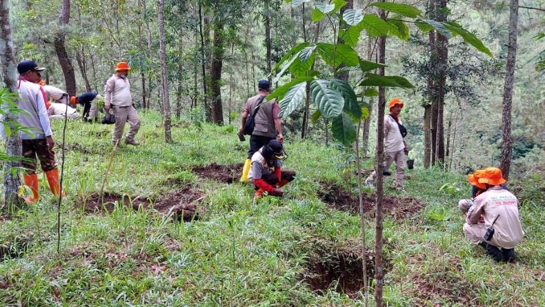 Dua Hektare Lahan Perhutani di Lereng Gunung Lawu Ditanami Kopi 