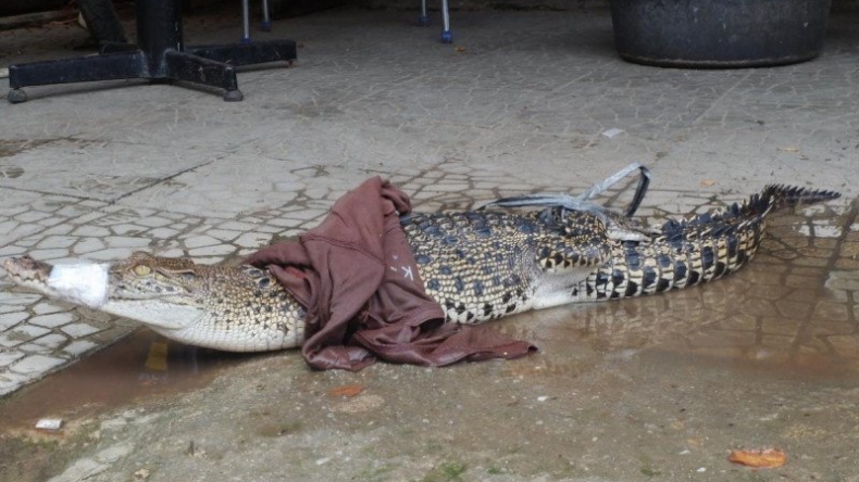 Buaya Muara Sepanjang 1,5 Meter Ditangkap Warga di Gunung Sitoli Nias