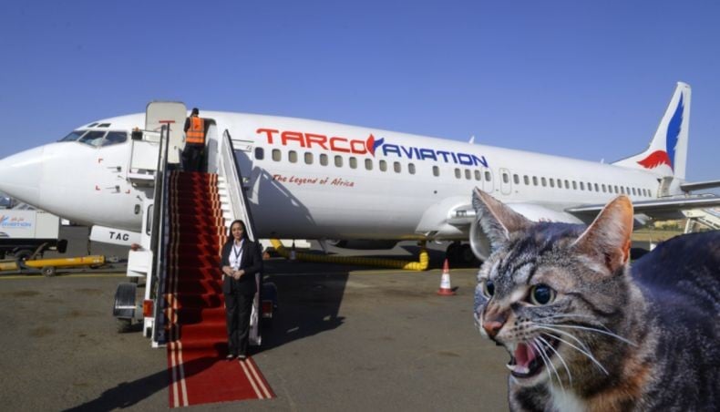 Pesawat Komersial Terpaksa Mendarat Darurat Setelah Pilot Diserang Kucing