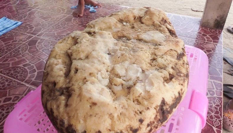 Ini Manfaat Muntahan Ikan Paus yang Berharga Miliaran Rupiah