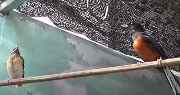 Kasus Pencurian 23 Murai Batu di Tambora Dihentikan Lewat Keadilan Restoratif, Ini Alasannya