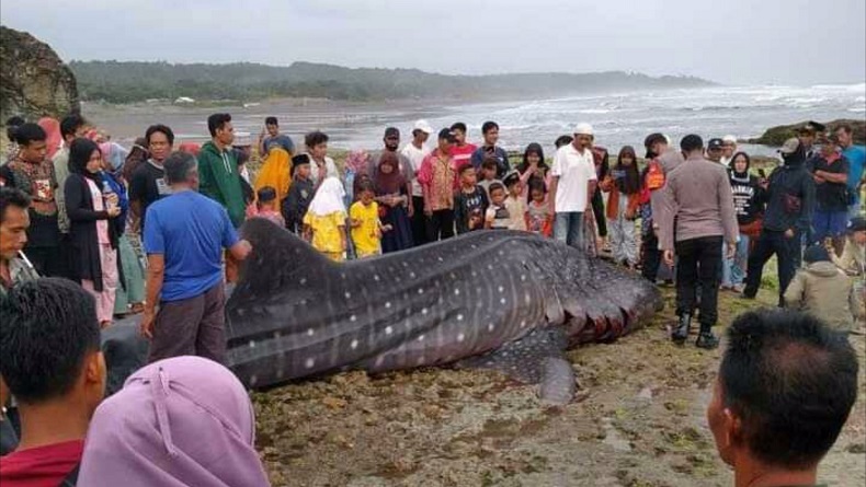 Tasikmalaya Gempar, Hiu Paus Tutul Raksasa Terdampar di Pantai Batu Nunggul