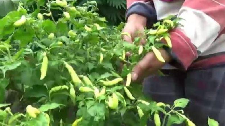 Hasil Panen Turun, Petani di Boyolali Tak Rasakan Imbas Kenaikan Harga Cabai 