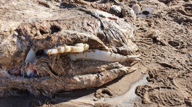 Hewan Laut Misterius Seberat 4 Ton Tak Berwajah Ditemukan Terdampar di Pantai