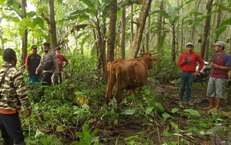 Hilang Dicuri, 4 Ekor Sapi Ditemukan Terikat Pohon Jati di Tengah Hutan 