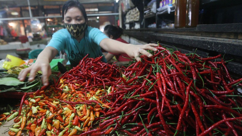 Harga Cabai Turun Jadi Rp15.000 per Kg, Petani di Solok Mengeluh