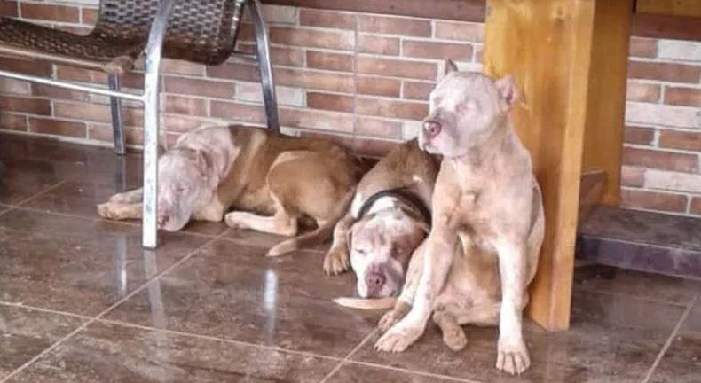 Tragis, Pria Ini Tewas Mengenaskan Diserang 7 Anjing Pitbull saat Jalan Pagi