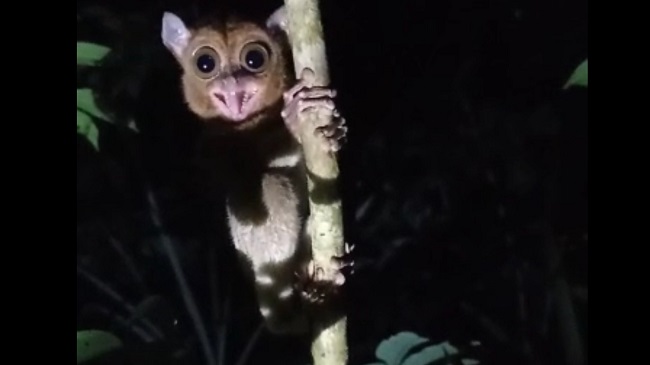 2 Primata Jenis Tarsius Dilepasliarkan di Hutan Konservasi Pulau Bangka
