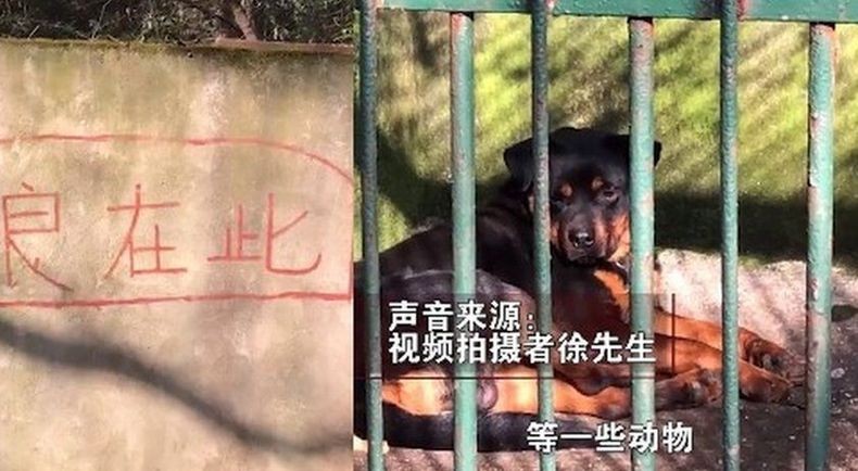 Netizen China Heboh Kandang Serigala di Kebun Binatang Diisi Anjing