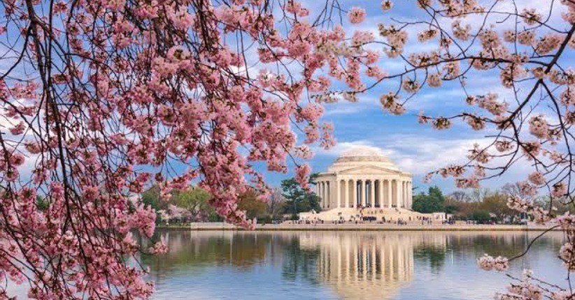 Selain Jepang, Ini 17 Tempat Wisata Menikmati Keindahan Sakura di Dunia 