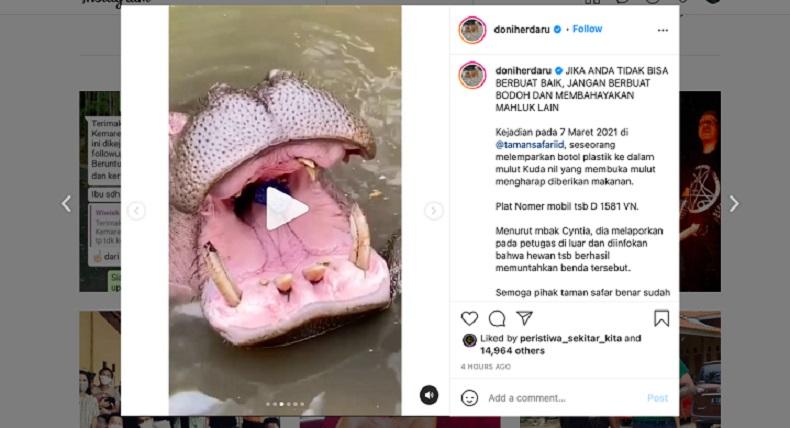 Viral Pengunjung Beri Makan Kuda Nil Sampah Plastik di Taman Safari, Pengelola: Sudah Dimuntahkan 