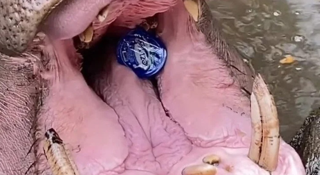 Pelempar Sampah Plastik ke Mulut Kuda Nil Minta Maaf, Taman Sari: Proses Hukum Berjalan 