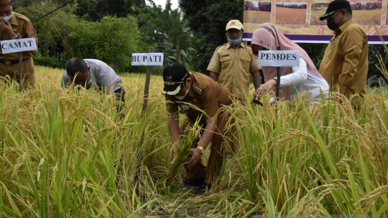 Gorontalo Utara Panen Raya Padi Ladang Situ Bagendit