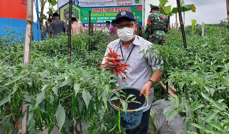 Ponpes di Boyolali Ini Sukses Panen Cabai saat Harganya Tinggi 