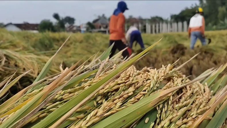 Panen Raya, Bapanas Dorong Bulog Serap Produksi Beras Dalam Negeri Sebanyak-banyaknya