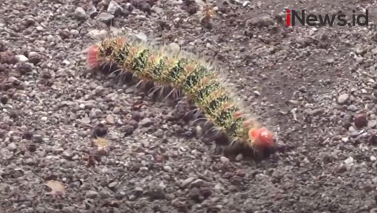 Markas Damkar Bandung Diserang Ulat Bulu, Belasan Petugas Gatal-Gatal