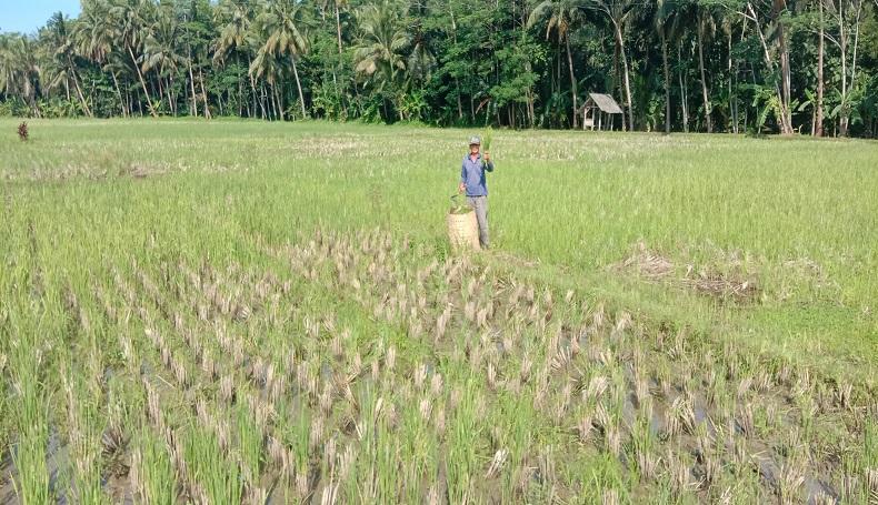 Residu Tinggi, Komoditas Pertanian Pangandaran Tak Diterima di Pasar Internasional