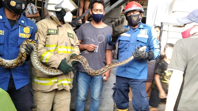  Damkar Jaktim Evakuasi Ular Sanca 2,5 Meter di Permukiman Warga Jatinegara