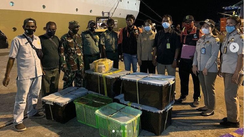 Ratusan Satwa Liar Ditranslokasikan dari Papua Barat ke Maluku, Dilepasliarkan di Kepulauan Aru
