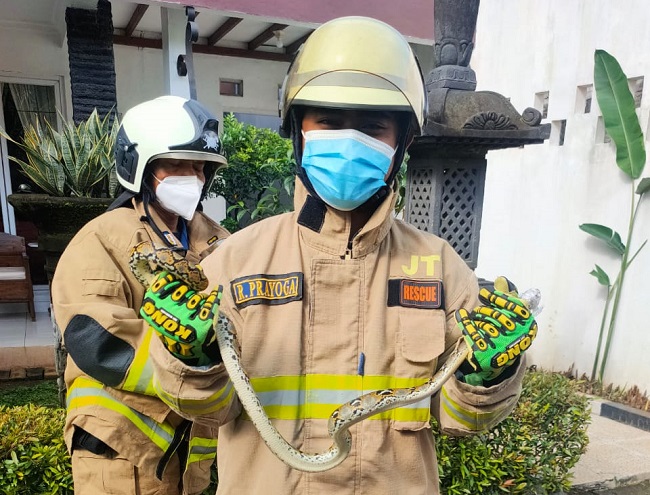 Damkar Jaktim Evakuasi Ular Sanca 1 Meter Sembunyi di Tamanan Hias Warga Ciracas