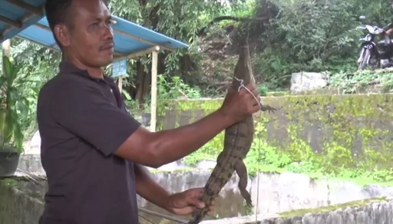 Ngeri, Buaya Muara Muncul di Lokasi Wisata Susur Sungai di Bantul