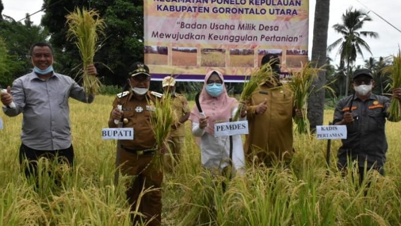 Gorontalo Utara Akan Tingkatkan Produksi Padi Ponelo di Seluruh Kecamatan 