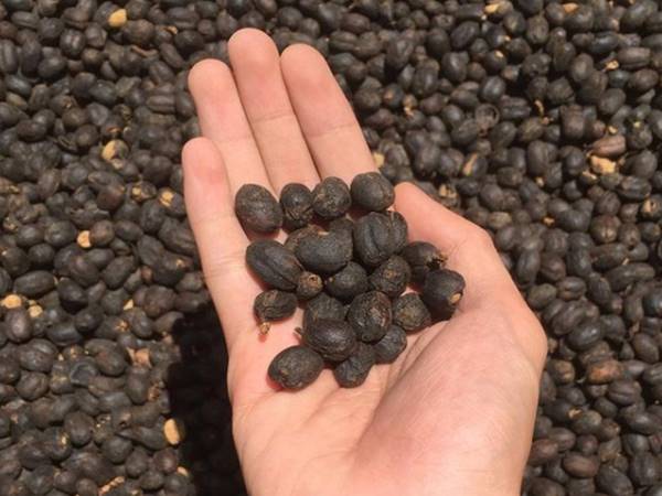 Mentan Dorong Kopi Indonesia Dikenal dan Menyebar di Seluruh Dunia 