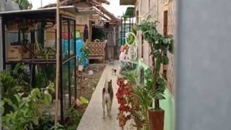 Selter Anjing di Bogor Tuai Protes, Warga: Kotorannya Dibuang ke Sungai Sarana Mandi 