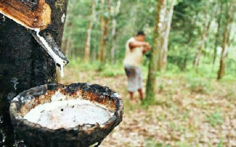Membanggakan, Karet Petani Sumsel Jelajahi Sejumlah Negara