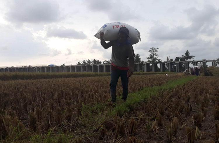 Petani Kulonprogo Tolak Rencana Impor Beras, Ini Alasannya
