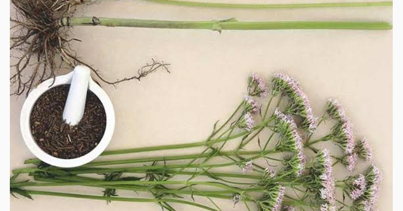 Jahe dan Ekstrak Valerian Berkhasiat Atasi Gangguan Tidur, Cocok bagi Penyintas Covid-19