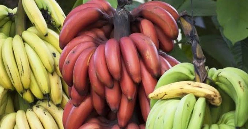 Suka Makan Pisang? Coba yang Warna Merah, Manfaatnya Tak Terduga