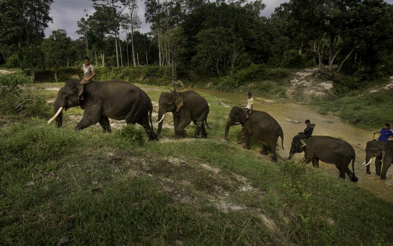 Pemkab OKU Selatan Dukung Upaya Pelestarian Gajah Liar