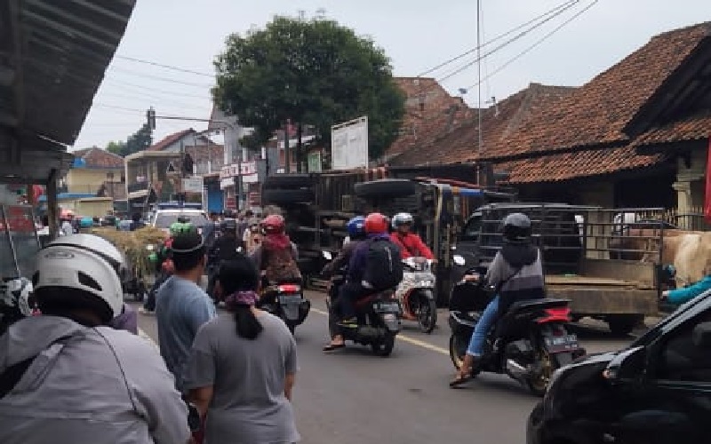 Truk Terguling, Sapi Bergelimpangan di Jalan Cigugur Kuningan