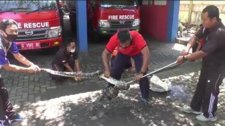 Cari Tempat Nyaman, 2 Ular Piton Masuk Rumah Warga dan Gudang Furniture