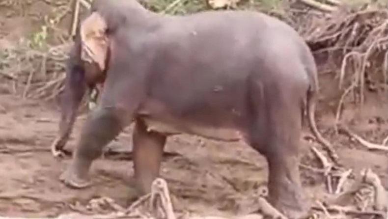 Kasihan, Gajah Betina di Aceh Timur Ini Infeksi Parah akibat Serangan Pejantan Birahi