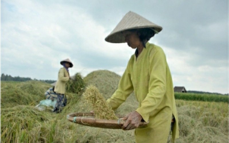 Harga Gabah di Tingkat Petani Naik Hingga 3,37 Persen di Agustus 2021