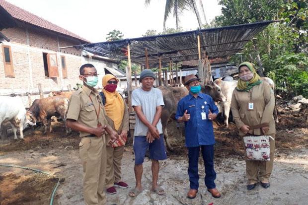  Tingkatkan Populasi Sapi, Gunungkidul Intensifkan Inseminasi Buatan 