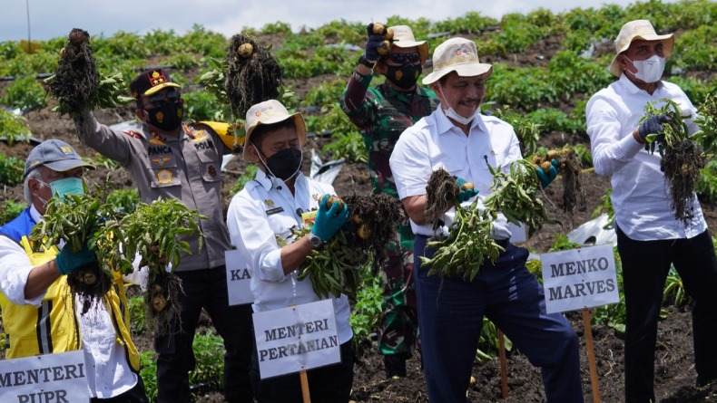 Menko Luhut Puas atas Panen Perdana di Food Estate Sumatra Utara
