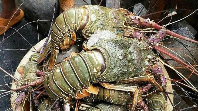 Jadi Pusat Budi Daya Lobster, NTB Siapkan Lahan 2 Hektare di Lombok Timur