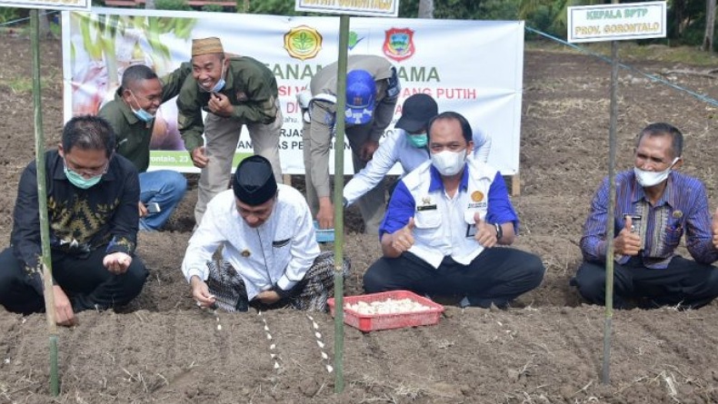 Pemkab Gorontalo dan BPTP Kembangkan Bawang Putih di Desa Balahu 