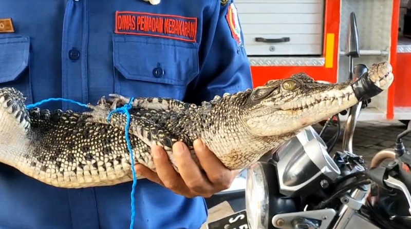 Buaya di Tengah Sawah Gegerkan Warga Bojonegoro 