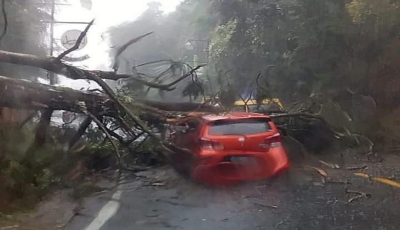 Viral, Mobil Tertimpa Pohon Tumbang di Ciloto Puncak, Warganet: Pantesan Macet