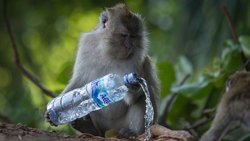 Kera Liar Teror Warga Perumahan di Solear Tangerang, BPBD Turun Tangan