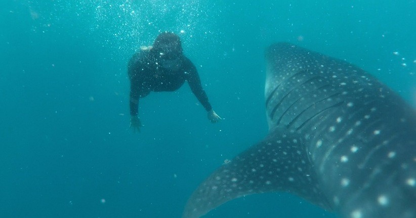 Menjelajahi Bone Bolango, Asyik Berenang Bersama Hiu Paus di Dekat Pantai